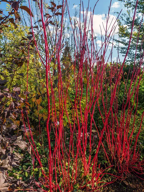 beautiful red stem plant lovely 