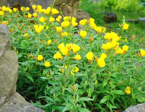 Dainty Flowers in garden