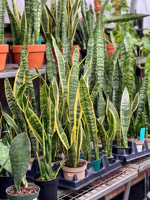 Spiky Plants To Spice Up Your Garden