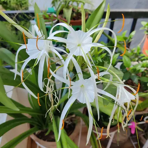 Gorgeous White Fragrant Flowers 