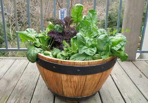 barrel planter for Salad Garden