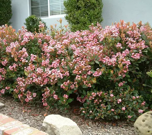 Best varieties of Indian Hawthorn 6