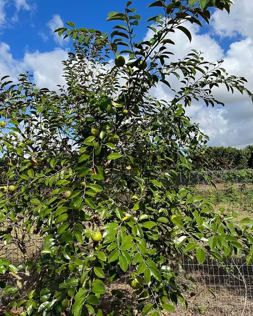 best gorgeous Jamaican plants
