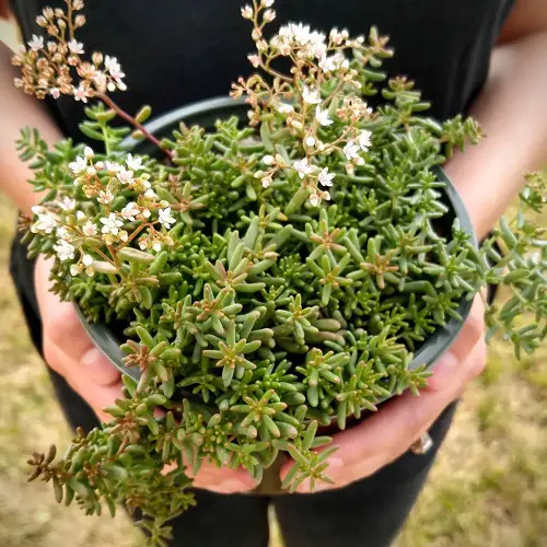 Gorgeous White-Flowered Succulents