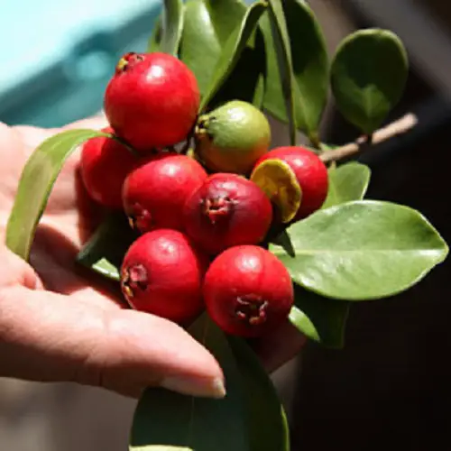 Fruits That Start With R 