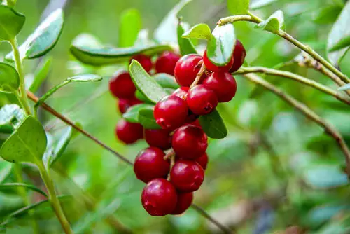 lovely Fruits With A R in Them