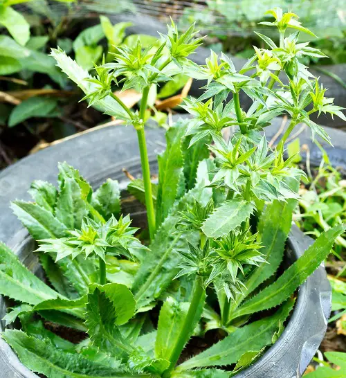 Thai Herbs 7