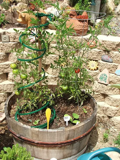 Whiskey Barrel Planters Salsa Garden