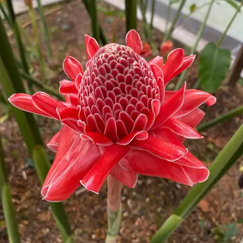 amazing Jamaican plants in the garden