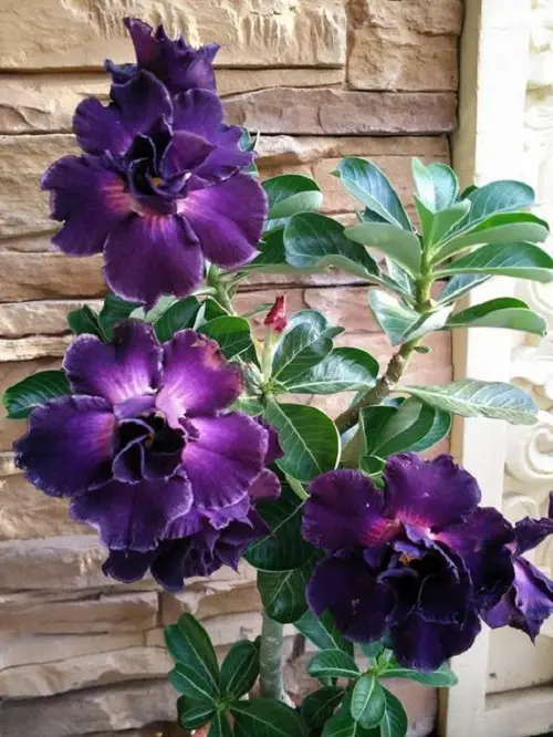 best Beautiful Variety Types of Desert Roses