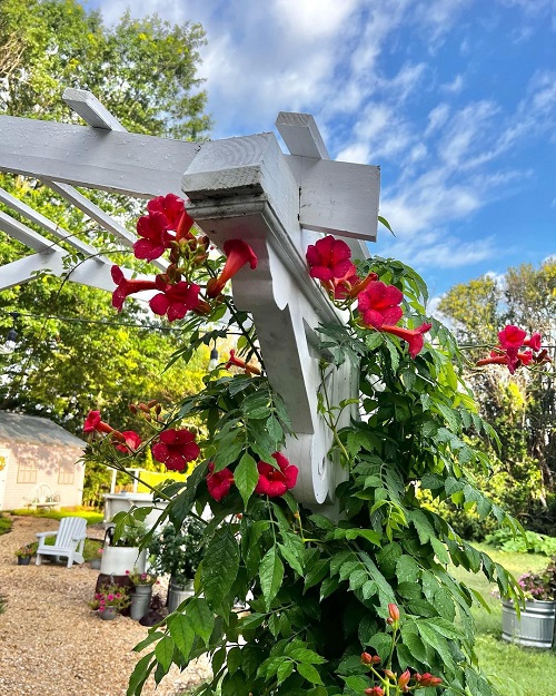 Plants That Can Survive a Drought 1