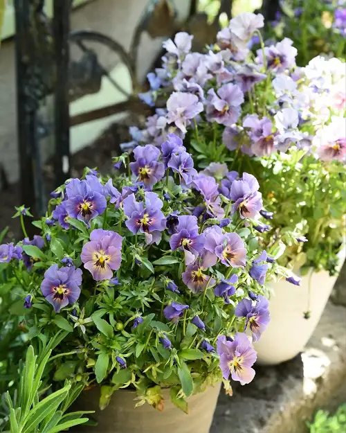 best Perennial Flowers with Spring and Autumn Blooms