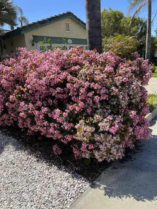 Best Indian Hawthorn Varieties 1