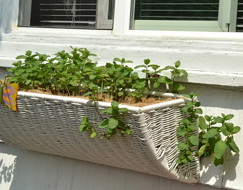 mint plant Window Box Herbs 3
