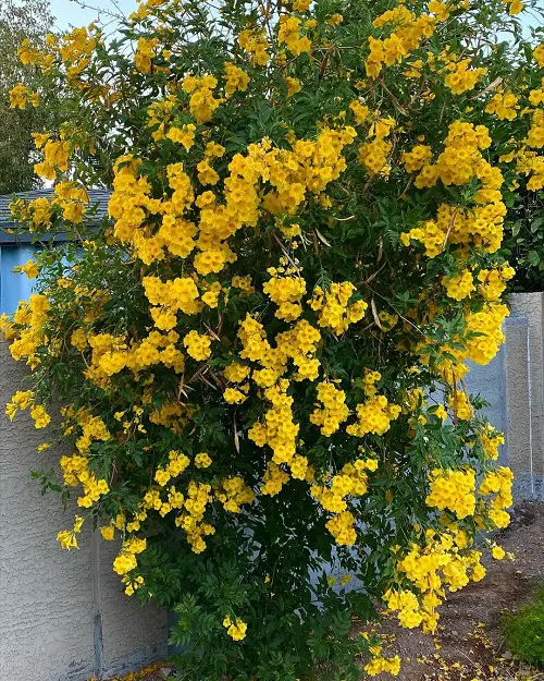 lovely Jamaican plants in the yard