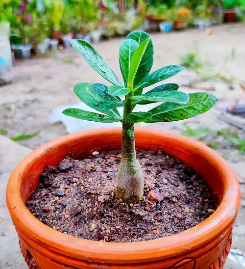 Propagating Plumeria in Pots