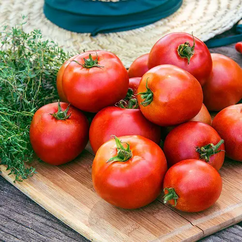 Delicious Seedless Tomato Varieties