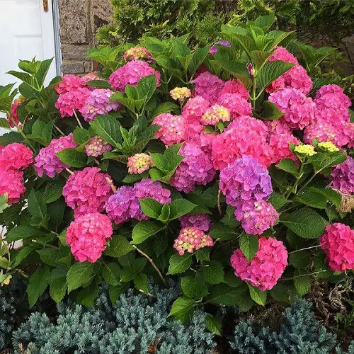 Uncommon Hydrangea Varieties 6