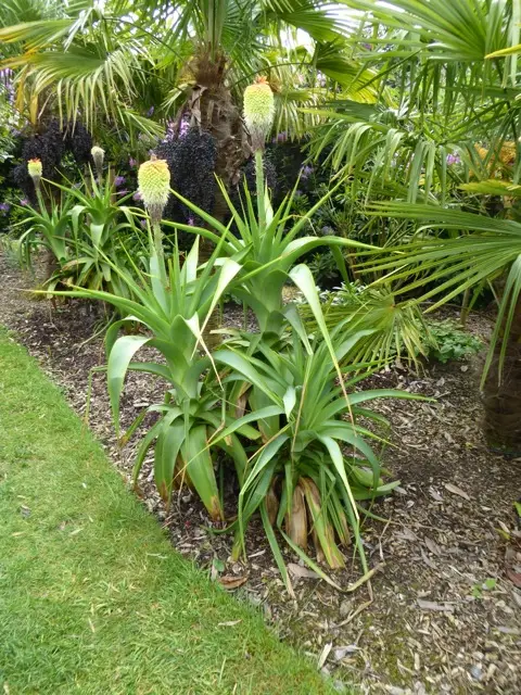  Plants with Sword Shaped Leaves