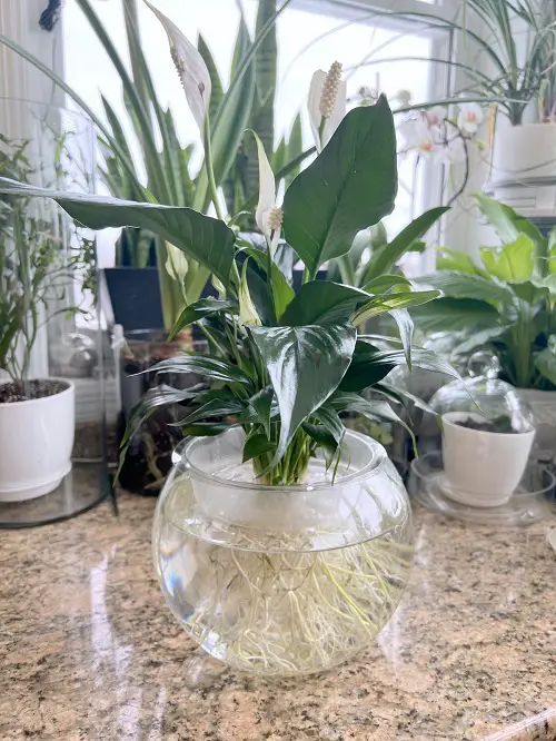 Quick Maintenance Tips for Peace Lily Growing in Water