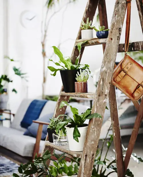 Ideas to Display Plants in Vintage Ladder for Mini Planters