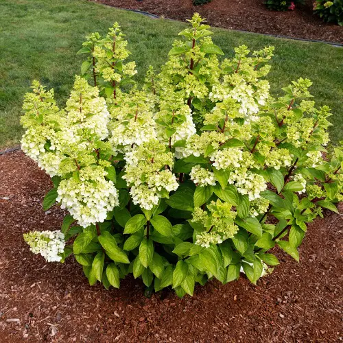 Amazing Uncommon Hydrangea Varieties 7