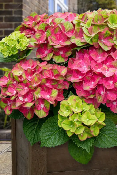 Beautiful Uncommon Hydrangea Varieties 8