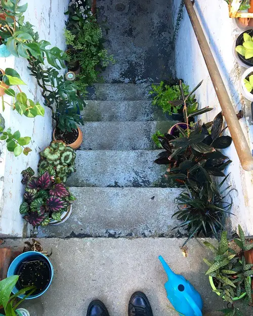 A Steps Full of Variegated Beauties