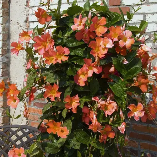 best Stunning Dipladenia Varieties 