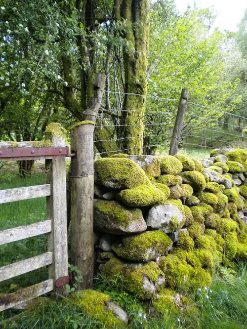 Moss-Covered Fence