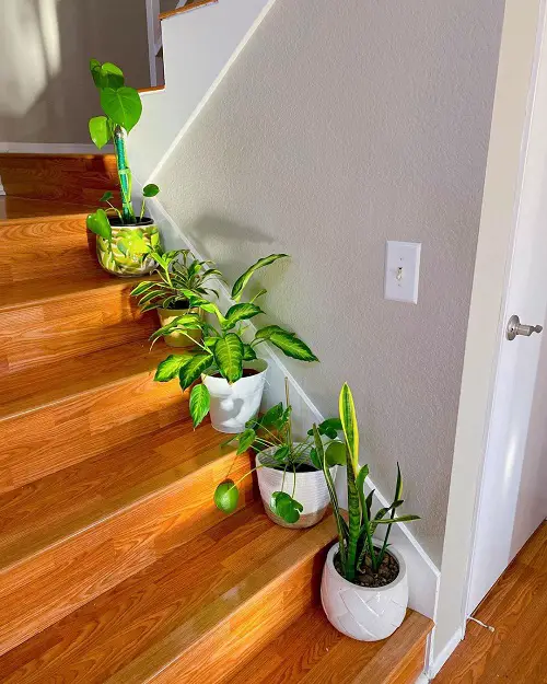 An Indoor Green Corner on Wooden Stairs