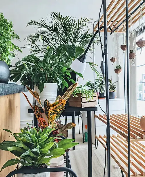 Ideas to Display Plants in Metal Tables and Racks for Planters