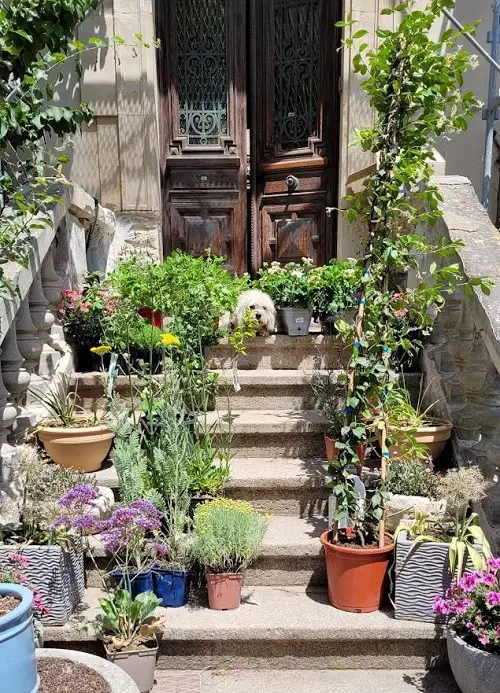 Front Steps Plants Display