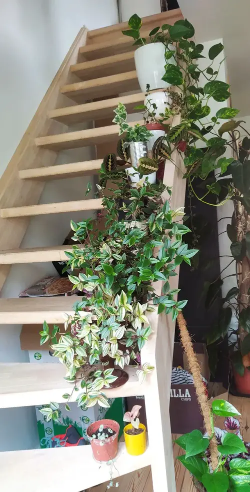 Vines Decked Indoor Staircase