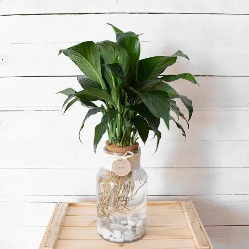 Step By Step Guide on Growing Peace Lily in Water