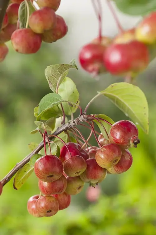 Fruits With Letter F