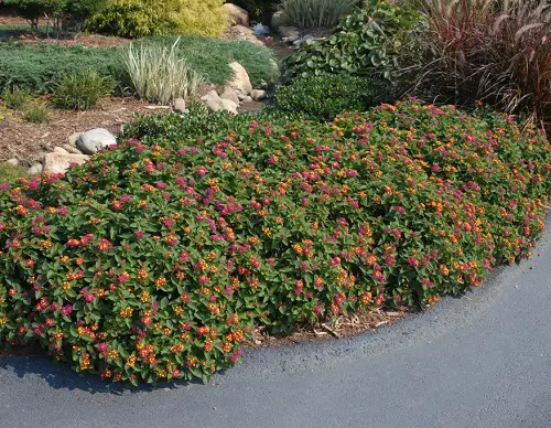 Beautiful Lantana as Ground Cover Ideas