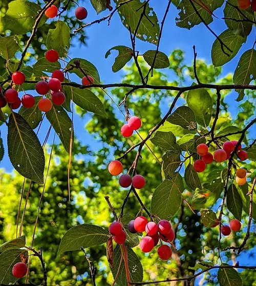 best Fruits That Start With F