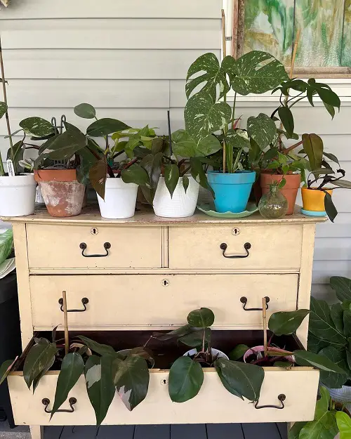 Ideas to Display Plants in old dresser