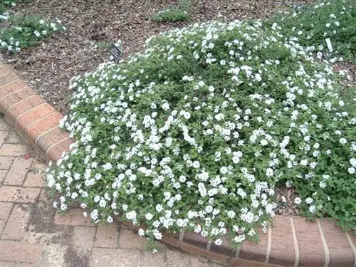 top Beautiful Lantana as Ground Cover Ideas