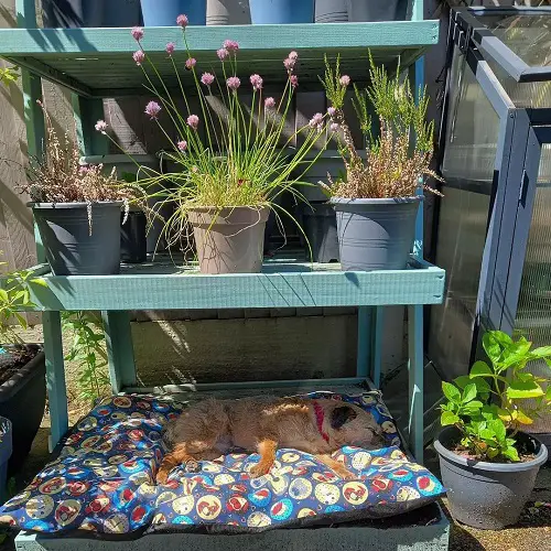 Outdoor Wooden Shelf for Planters and Pet Bed