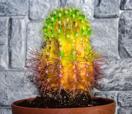 Nutrient deficiency: cacti turning yellow