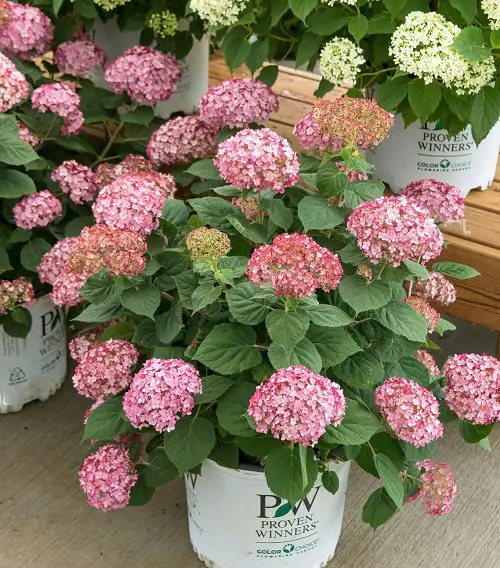 Uncommon Hydrangea Varieties 8