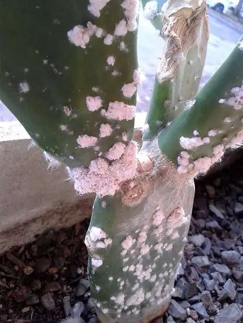 Cactus Turning Yellow of Pest Related Problem