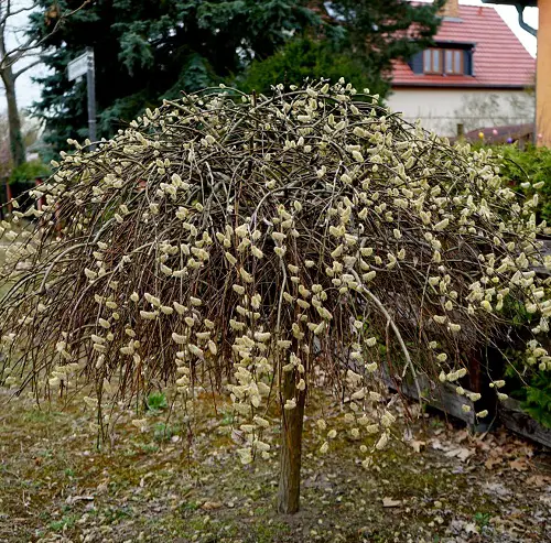 Pussy Willow Care