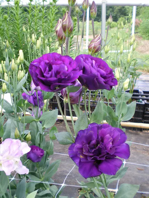 Types of Lisianthus Varieties 3