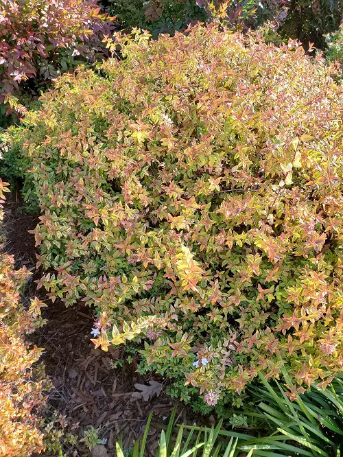 Requirements for Growing Kaleidoscope abelia