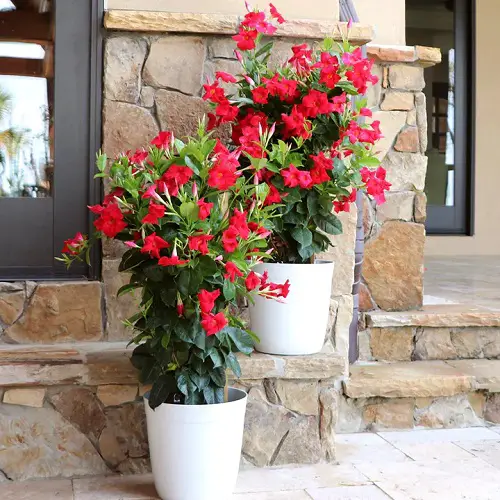 Dipladenia vs Mandevilla