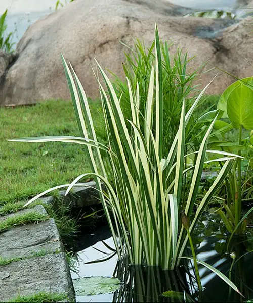 best Beautiful Sword-Shaped Leaves on Beauties