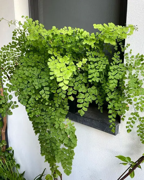 Beautiful Perennial Ferns indoor